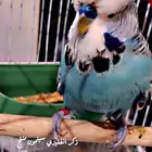 الجوز البادجي انقليزي