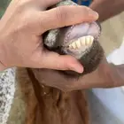 عنز متاوم للبيع