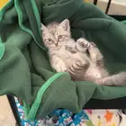 كيتن ذكر للتبني من ام هملايا واب سكوتش ستريت