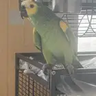 طير امازون للبيع