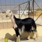 فحل نجدي مشروط