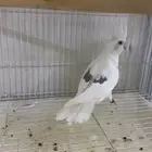 كروان بصمه هاف بايد   تم البيع