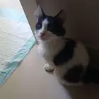 قطتين ذكر و انثى للتبني