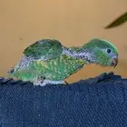 فرخ لوري سكالي وكنيور