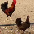 ديك ودجاجه عربي اصيل