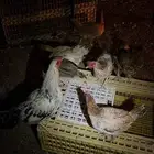 تم البيع تم البيع