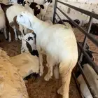 سواكني مرابي مقفله بتبوك