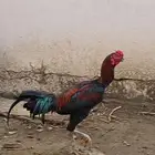 الموقع الظبيه