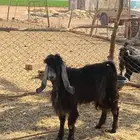 للبيع تيوس سمان و طيبات