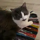 قط شيرازي للتبني تبوك