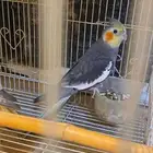 جوز كروان للبيع