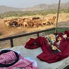 80 البقر مع 10 حسلان