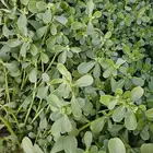 حزم رجلة من المزرعة