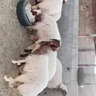 للبيع جذعات نعيم مقاني طيبة