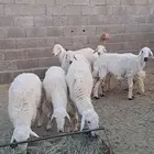 خرفان جبره ونظيفه