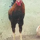 ديك بلدي للبيع مستعجل قابل لي التفاوض