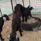 3 تيوس وجفرة