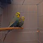 بادجي هولندي طفرة رينبو .