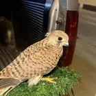 باشق مدرب وأليف مع ملحقاته