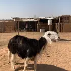 نجدية تو تشق سدس