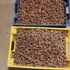 تمر خلاص حبه وسط