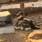 بط بلدي حضان للبيع