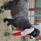 تيس عارضي جذع