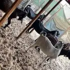 معزا دفيع جروم