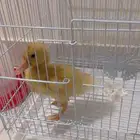 بطه بكين للبيع مع القفص بصحه ممتازه