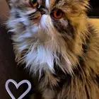 قط بيكي فيس للتبني