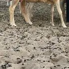 غنم رفيديات عددها 17 جذعات وربع وسدس عدد  قليل