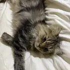 قط ذكر معثور عليه