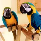 مكاو بلو اند قولد متكلمه اليفه هدد تم البيع