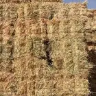 ذره جيزانيه او جازانيه للبيع