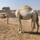 بكره لقحه للبيع