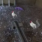 ديك العمر 8 شهور جرم ماشاءالله