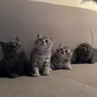 قطط سكوتش للبيع