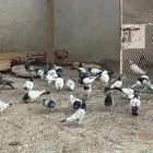 حمام باكستاني