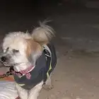 كلب مالتيزرز عمره 8 شهور لتبني اليف