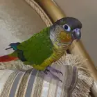 كنيور هدد خارجي ومتكلم بسعر مغري جدا