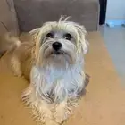 لمحبين الكلاب الصغيره