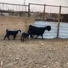 عنز مع اثنين عيال كبار