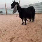 عنز عارضيه متاومه