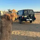 جيب سفاري موديل الفين