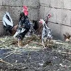 دجاج عربي افرق دم صافي