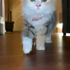 قطط اخوان ذكر وانثى للتبني