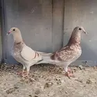 طبة جانسن بيور بشهايد