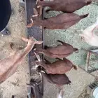 عرض فاخر ذبايح تم البيع