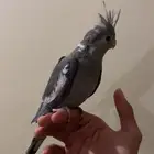 ببغاء كروان هولندي