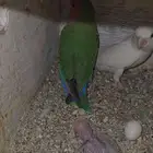 زوجين روز منتجين مع فرخ تم البيع